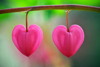 Rosa heart blume samen for anpflanzung