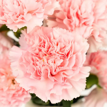 Rosa Carnations Blumensamen zur Aussaat kompakt Wuchs Traditionssorte & ohne Gentechnik Samen Hausgarten