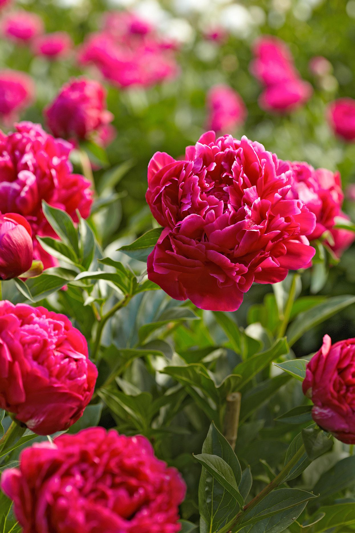 Rosa Blumensamen zur Aussaat duftend Blüten Traditionssorte & ohne Gentechnik Samen Hausgarten
