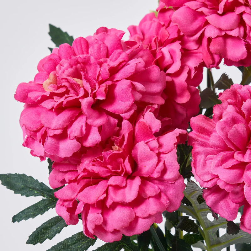 Rosa marigold blume samen for anpflanzung