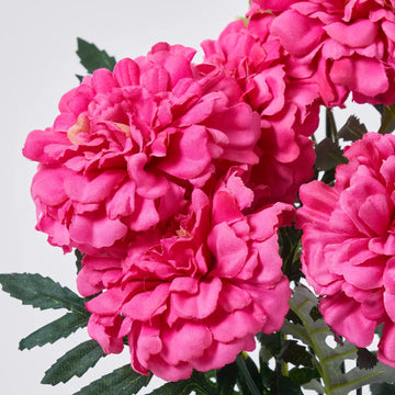 Rosa marigold blume samen for anpflanzung