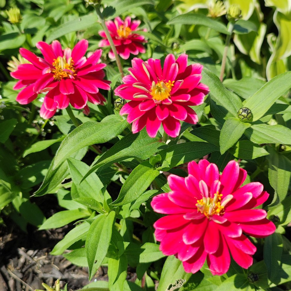 Rosa marigold blume samen for garten anpflanzung