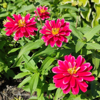 Rosa marigold blume samen for garten anpflanzung