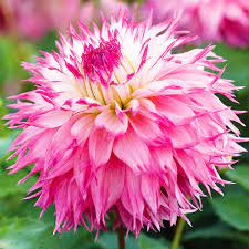 Rosa mix two-color dahlia blume samen for anpflanzung