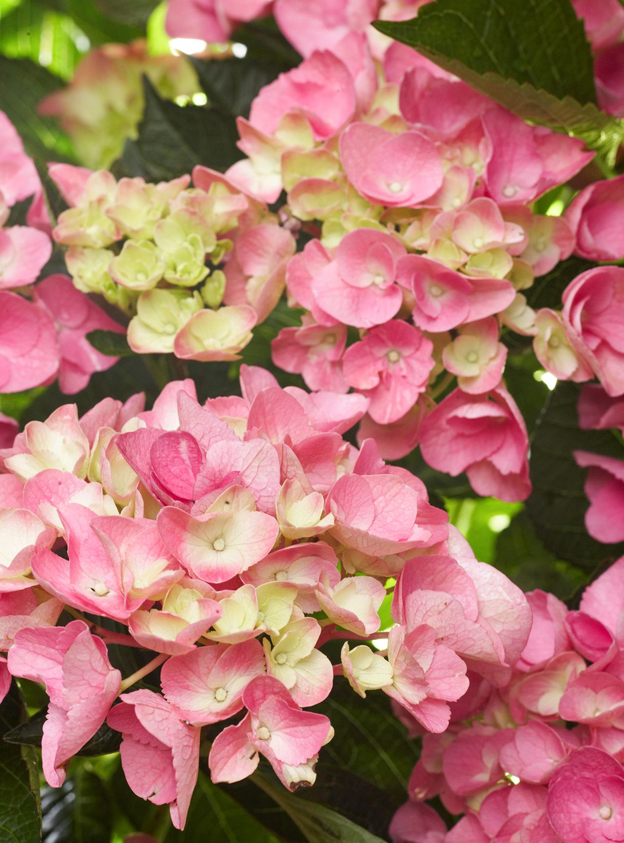 Grün Rosa Hortensie Blumensamen zur Aussaat – robust Sorte – Traditionssorte & ohne Gentechnik Samen Hausgarten