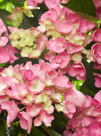 Grün Rosa Hortensie Blumensamen zur Aussaat – robust Sorte – Traditionssorte & ohne Gentechnik Samen Hausgarten