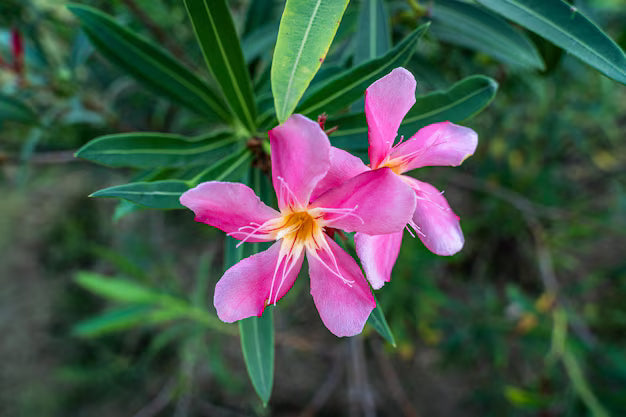 Rosa Laurel Blumensamen zur Aussaat – hochwertige Qualitäts- – Traditionssorte & ohne Gentechnik Samen Hausgarten