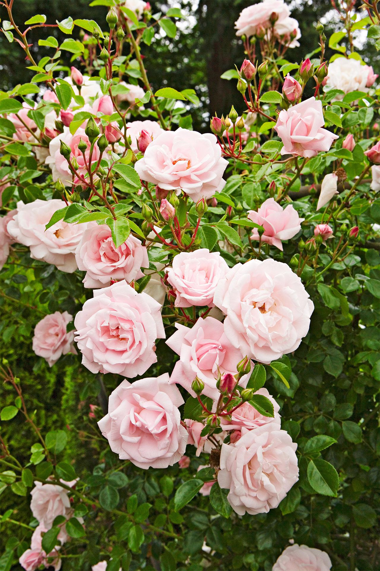 Rosa Dawn Rose Blumensamen zur Aussaat – ideal Rabatten – Traditionssorte & ohne Gentechnik Samen Hausgarten