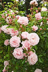 Rosa Dawn Rose Blumensamen zur Aussaat – ideal Rabatten – Traditionssorte & ohne Gentechnik Samen Hausgarten
