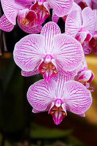 Orchidee Blume Samen zur Aussaat leuchtend Blüten