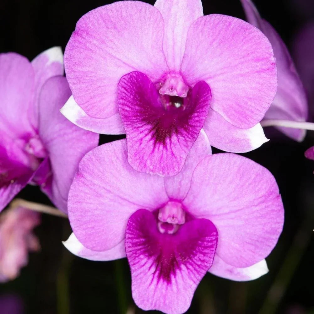 Rosa orchid blume samen for anpflanzung