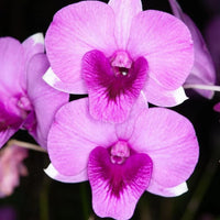 Rosa orchid blume samen for anpflanzung