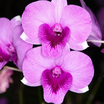 Rosa orchid blume samen for anpflanzung