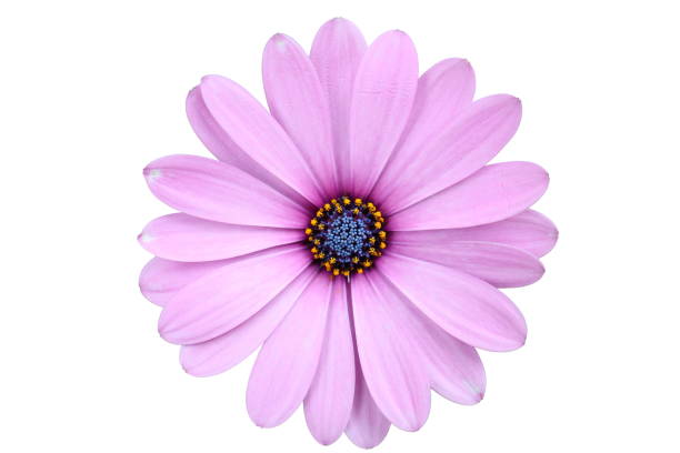 Rosa osteospermum blume samen for vibrant garten anpflanzung