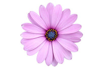 Rosa osteospermum blume samen for vibrant garten anpflanzung