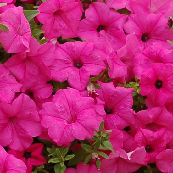 Rosa petunia blume samen for lush elegance and striking beauty