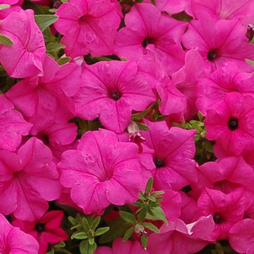 Rosa petunia blume samen for lush elegance and striking beauty