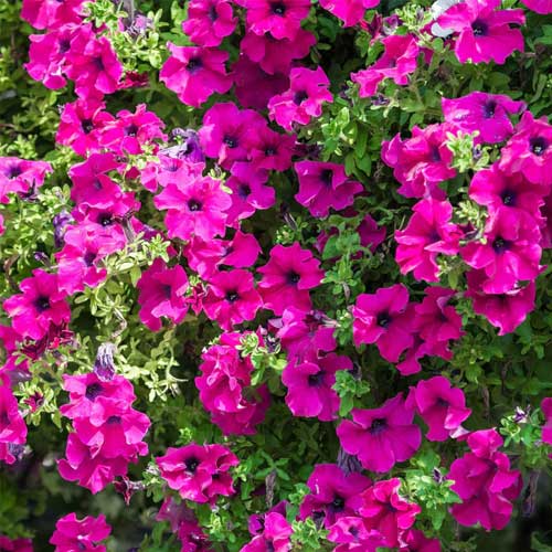 Rosa petunia samen for anpflanzung