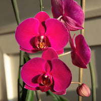 Violett Hydroponic Orchidee Samen einfache Aussaat