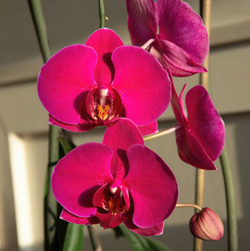 Violett Hydroponic Orchidee Samen einfache Aussaat