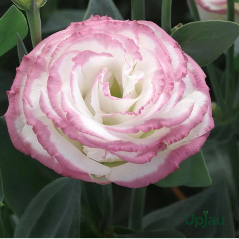 Rosa Weiß Lisianthus Blumensamen zur Aussaat – elegant einjährig Blüten für Ihren Garten