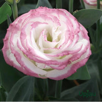 Rosa Weiß Lisianthus Blumensamen zur Aussaat – elegant einjährig Blüten für Ihren Garten