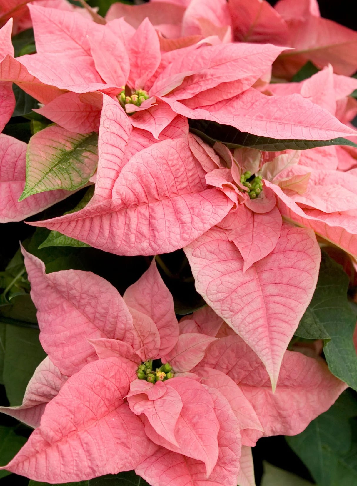 hell Rosa Euphorbia Pulcherrima Blumensamen zur Aussaat – Bestäuber freundlich – Traditionssorte & ohne Gentechnik Samen Hausgarten