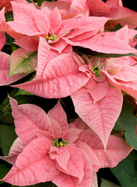 hell Rosa Euphorbia Pulcherrima Blumensamen zur Aussaat – Bestäuber freundlich – Traditionssorte & ohne Gentechnik Samen Hausgarten