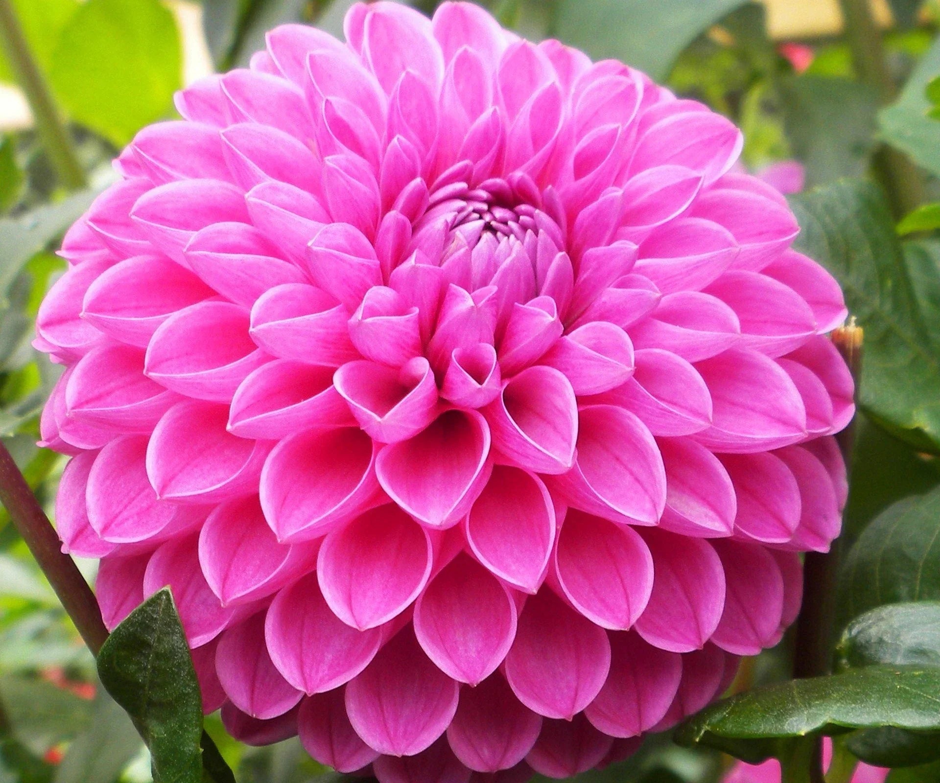 Rosa pompon dahlia blume samen