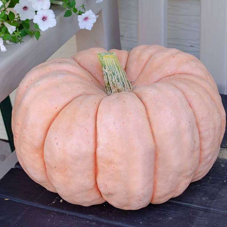 Aussaat guide für pink pumpkin samen