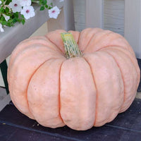 Aussaat guide für pink pumpkin samen