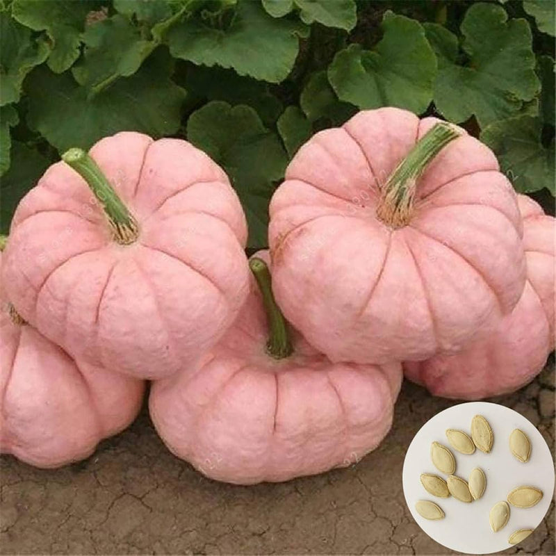 Pink pumpkin pflanzen wachsend in garten