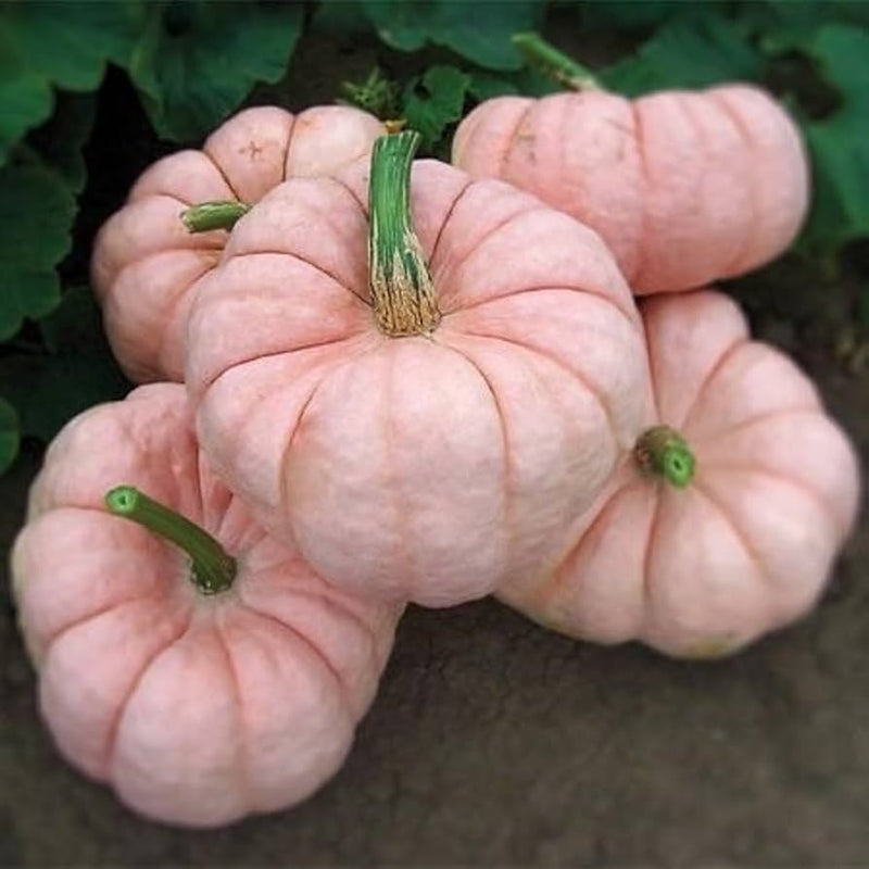 Pink pumpkin samen für aussaat non-gmo variety