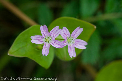 Pink Purslane Pflanzen forming ground cover in woodland area