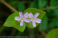 Pink Purslane Pflanzen forming ground cover in woodland area