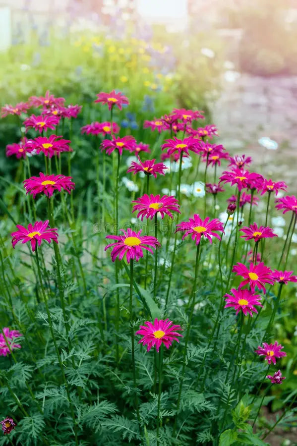 Rosa Pyrethrum Blumensamen zur Aussaat pflegeleicht Traditionssorte & ohne Gentechnik Samen Hausgarten