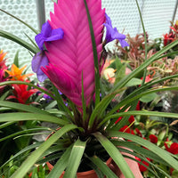 Bromeliad Tillandsia Blumensamen zur Aussaat – lang Blüte Saison – Traditionssorte & ohne Gentechnik Samen Hausgarten