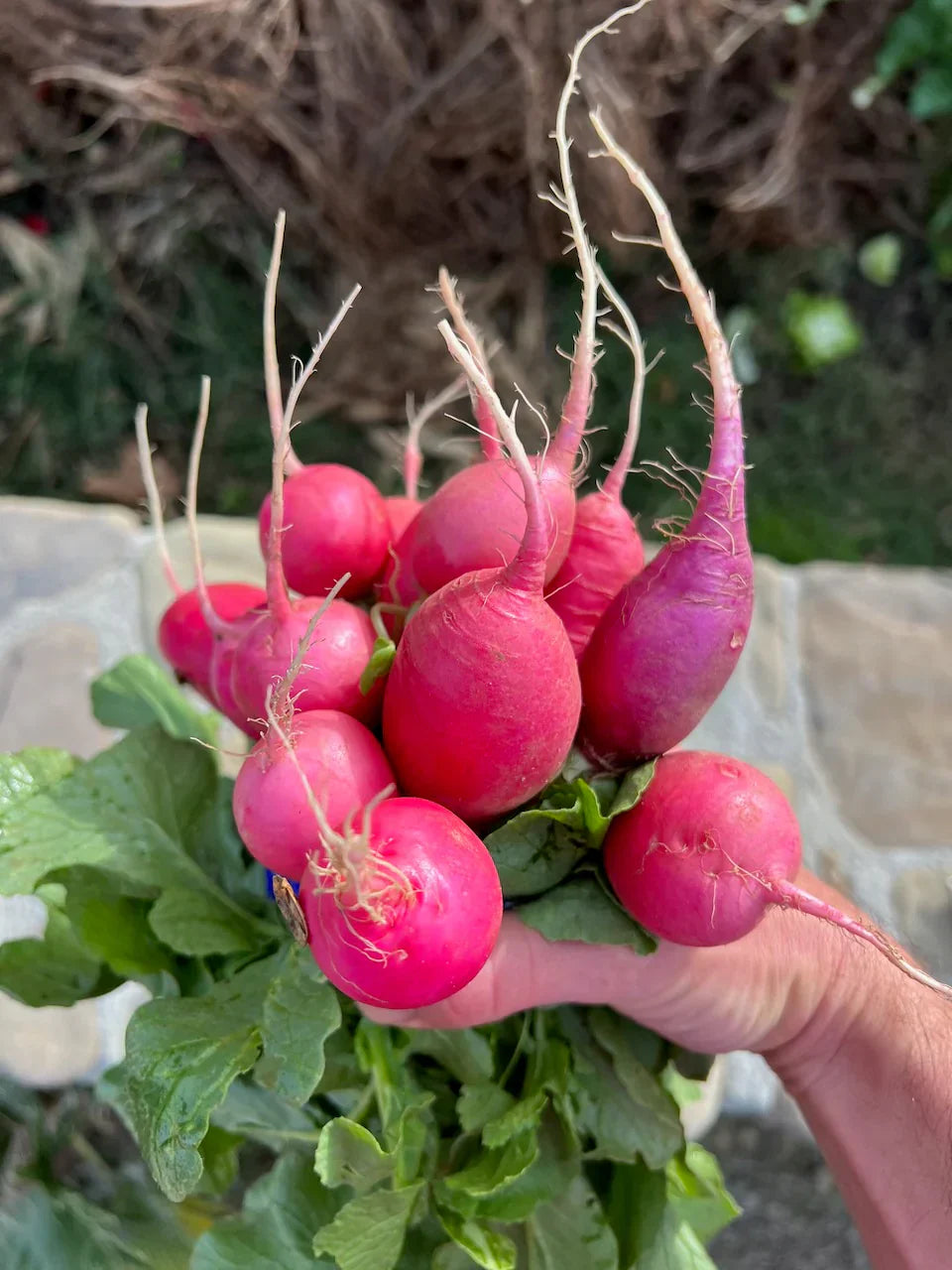Pink radish samen für aussaat