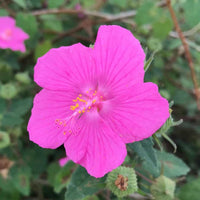 Stein Rose Blumensamen zur Aussaat Bestäuber freundlich Traditionssorte & ohne Gentechnik Samen Hausgarten