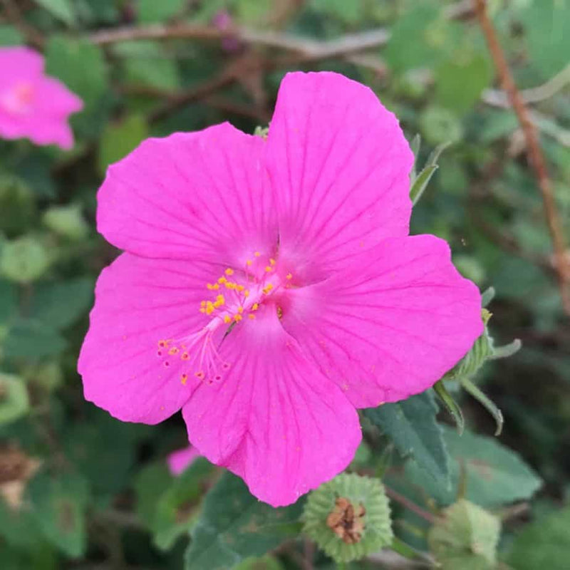 Stein Rose Blumensamen zur Aussaat Bestäuber freundlich Traditionssorte & ohne Gentechnik Samen Hausgarten