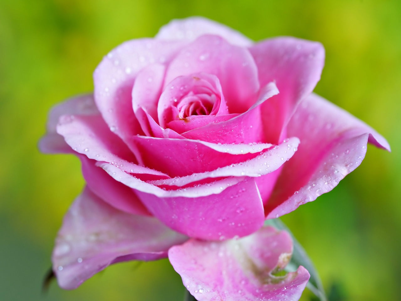 Rosa Death Rose Samen Frühling Aussaat