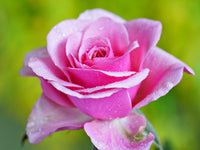Rosa Death Rose Samen Frühling Aussaat