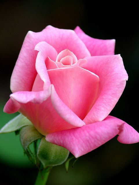 How to grow rosa rose blumen