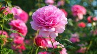Thick Rosa Rose Blumensamen zur Aussaat Anzucht Traditionssorte & ohne Gentechnik Samen Hausgarten