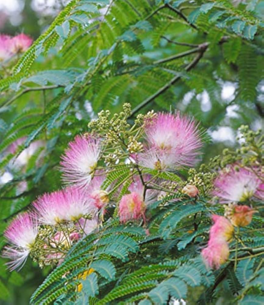 Rosa silk tree blooms in garten