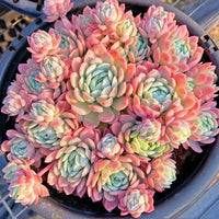 Echeveria Blumensamen zur Aussaat – leuchtend – Traditionssorte & ohne Gentechnik Samen Hausgarten