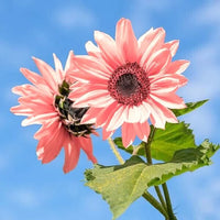 Rosa sunflower samen anpflanzung and wachsend guide