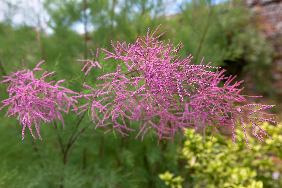 Pink Tamarix Samen for hedges and borders
