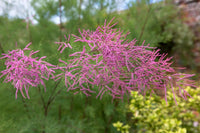 Pink Tamarix Samen for hedges and borders
