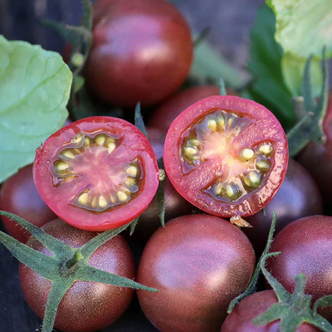 Pink tomato pflanzen wachsend in garten
